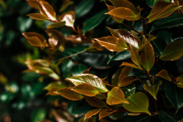 Bush branches with dark and light green leaves texture