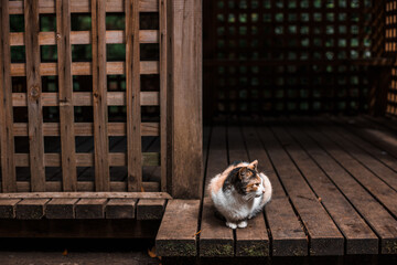 Tricolor domestic homeless cat sitting near the wooden building and looking away