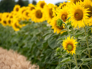 Obraz premium Sonnenblumenfeld im Kraichgau