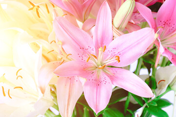 Pink lily bright sunny day, background, flowers close up, pistil and stamens.