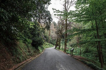 Winding road in the green park