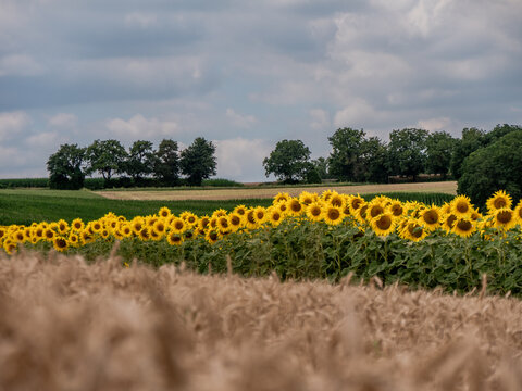 Sonnenblumenfeld im Kraichgau