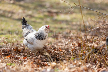 Fototapeta premium free range white chicken in yard