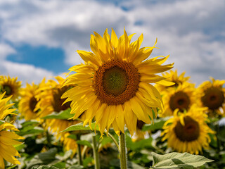 Fototapeta premium Sonnenblumenfeld im Kraichgau