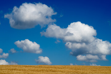 View with field of cereals and blue sky.