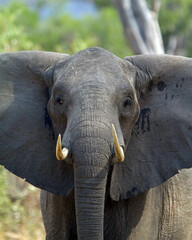 Bull Elephant, Tanzania