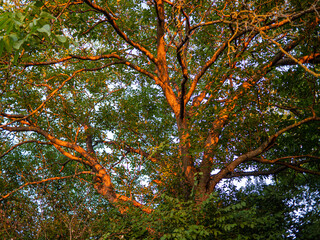 Von der Abendsonne angestrahlter baum