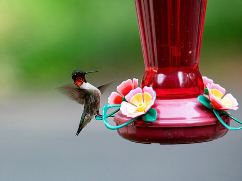 Hummingbird Touchdown