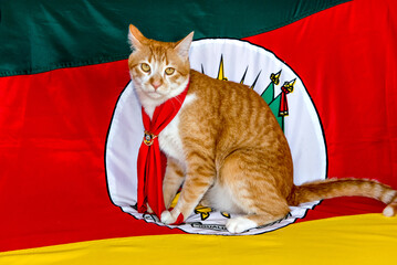 Gaucho yellow cat with the Rio Grande do Sul state flag in the background.