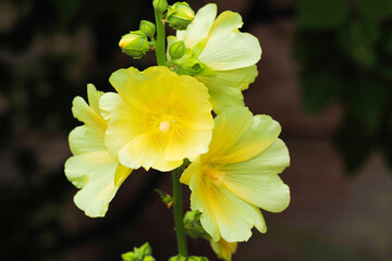 Fototapeta premium Yellow flowers hollyhock in the garden, close-up. Alcea rosea