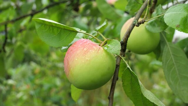 Morning in the garden. Dew on an apple.
A triple dew formed on ripening apples. Feeling of freshness and purity in nature.
