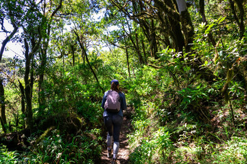 Woman on mystical hiking trail through the laurel forest in Garajonay National Park, La Gomera, Canary Islands, Spain, Europe. Central ancient Lush green Laurisilva forests with many endemic species