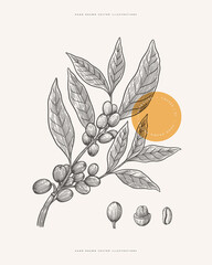 Branch of coffee tree with leaves, fruits and grains in engraving style. Design element for botanical books, cafe menu, emblem or store packaging. Vector vintage illustration.