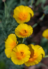 Looking Down onto a Cluster of Golden Yellow California Poppy Flowers