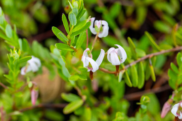  Cranberries bloom in the forest (bog) with beautiful small white-pink flowers.Latin name- Vaccinium oxycoccos. Natural background. Nature in Latvia