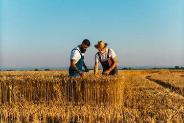 Peasant showing wheat grains to the business partner on the field.