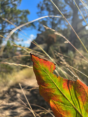 autumn leaf on the high desert 