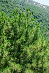 algeria, background, bundles, closeup, cluster, coniferous, countryside, devon, england, english, environment, evergreen, foliage, fresh, garden, green, growth, landscape, leaf, leaves, mediterranean,