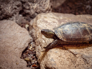 Turtle. A cute yellow turtle in its habitat. Detailed insect portrait with soft yellow background....