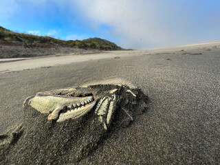 ghost crab on the beach