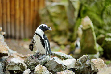 Group of penguins in a zoo of Krakow