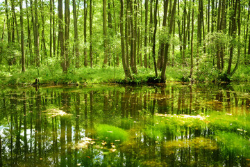 Niebieskie Zrodla or Blue Springs, famous for two pools fed by an underground spring which seem to shimmer at the bottom due to the action of entering water.