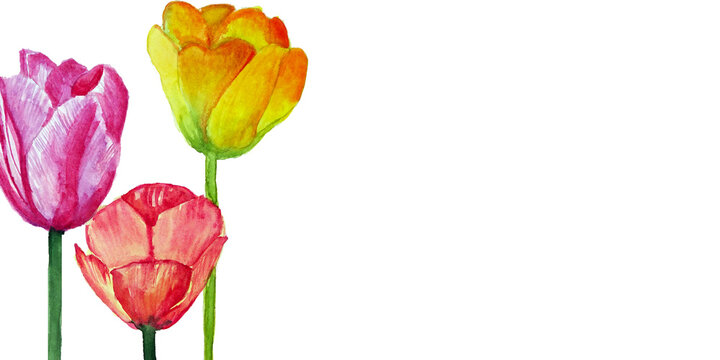 Banner con tre tulipani, acquerello isolato su sfondo bianco