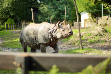 Naklejka premium The white rhinoceros or square-lipped rhinoceros, the largest extant species of rhinoceros