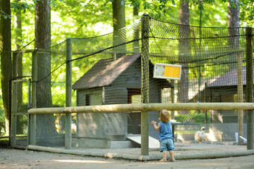Cute toddler boy watching animals at the zoo on warm and sunny summer day. Child admiring zoo...