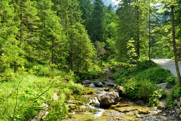 Cold shallow stream winding through majestic pine trees of Tatra mountain range near Zakopane, Poland.