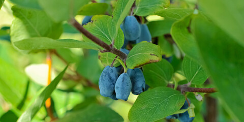 honeysuckle, edible berry, blueberries in the forest