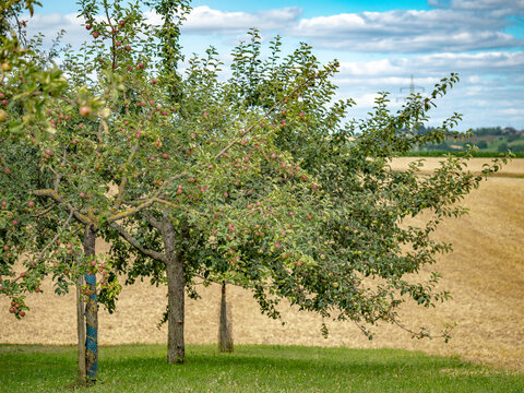 Apfelbäume auf Streuobstwiese im Kraichgau
