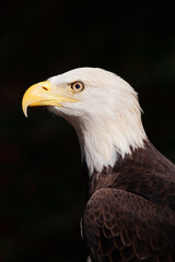 Portrait of Bold Eagle Haliaeetus leucocephalus symbol of American pride