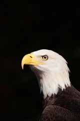 Portrait of Bold Eagle Haliaeetus leucocephalus symbol of American pride