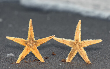 two starfish  that seem to be holding hands like two sincere friends