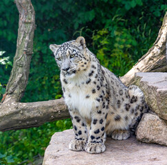 Plakat Snow leopard (Panthera uncia),is sitting on a rock