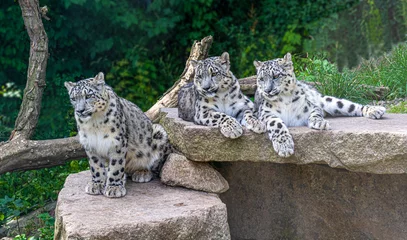 Fototapeten Three snow leopards (Panthera uncia), lie on a rock © karlo54