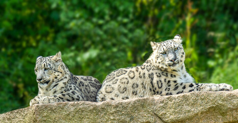 Two snow leopards (Panthera uncia), lie on a rock