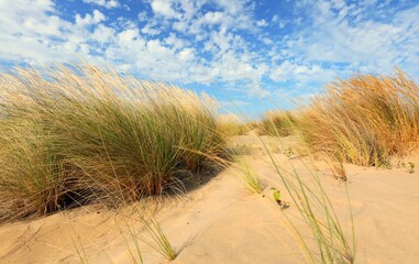amazing wild landscape with bushes and fine sand dunes with blue sky with white clouds