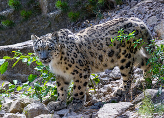 Side view of a snow leopard (Panthera uncia syn. Uncia uncia)