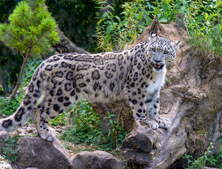 Naklejka na ściany i meble Side view of a snow leopard (Panthera uncia syn. Uncia uncia)