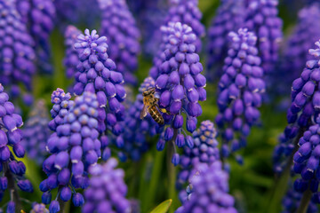 Fototapeta premium Muscari or hyacinths with a bee in spring. Spring blossom or bloom background