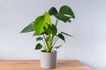 A young monstera plant in a gray pot stands on a table against a gray background.