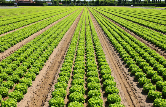 lettuce in the field with biological techniques without the use of chemical fertilizers with sandy soil to promote growth without stagnation of water
