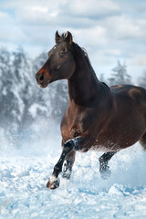 Horse run fast in snow