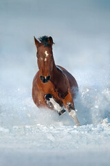 Horse run fast in snow - 518189291