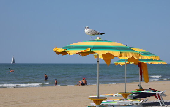 big seagull above the green yellow umbrella on the sand of the beach