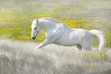 Obraz na płótnie Canvas White horse run in flowers field