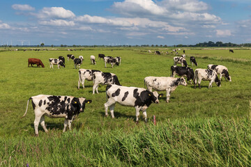 Schwarzbunte Holstein-Rinder auf einer Weide bei Meggerdorf in der Eider-Treene-Sorge Niederung in Schleswig-Holstein.