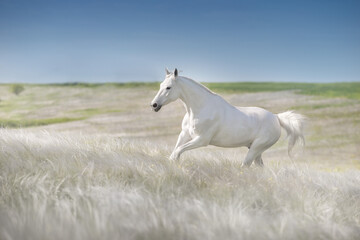 Obraz na płótnie Canvas White arabian stallion free run in stipa flowers meadow